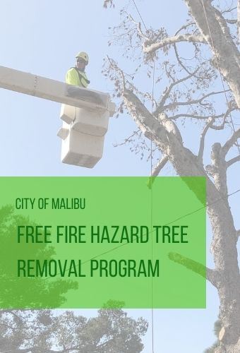 fire hazard tree program newsflash 11.17.2021