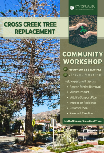cross creek tree removal newsflash 11.6.2025