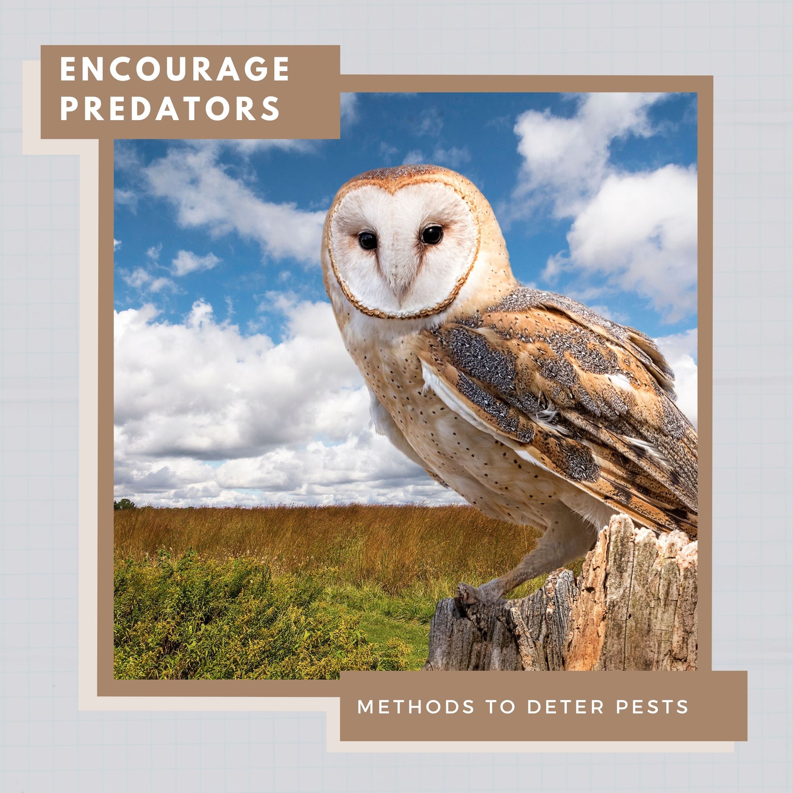 Encourage Natural Predators