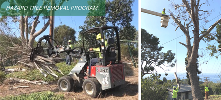 hazard tree removal program continues
